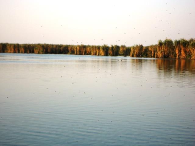 delta rosu 2011 - dsc00880.JPG